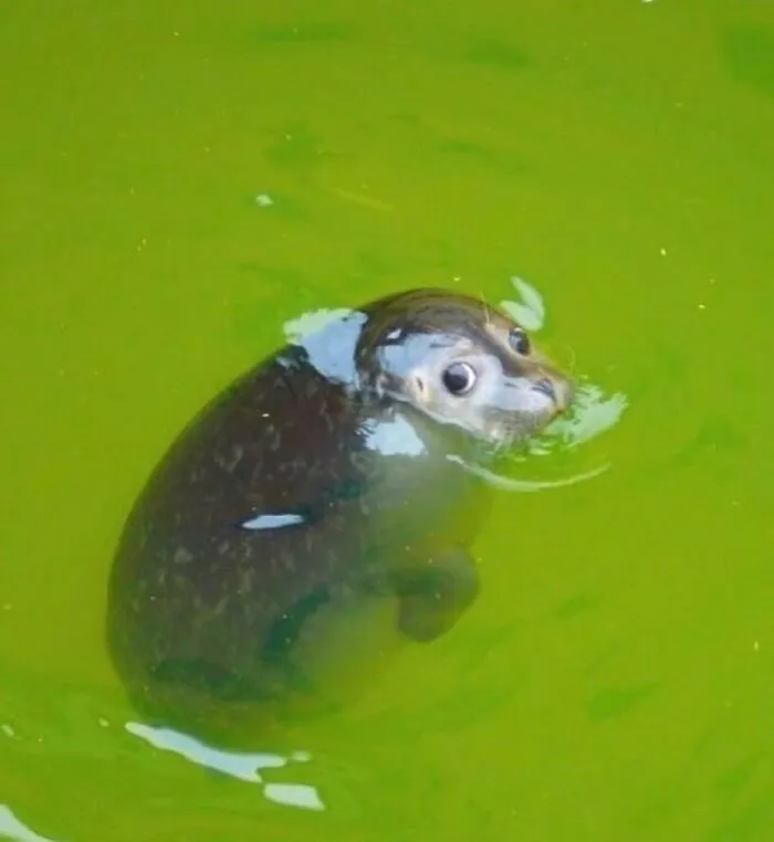 45 Animales actuando sin sentido al activar su modo "goblin"