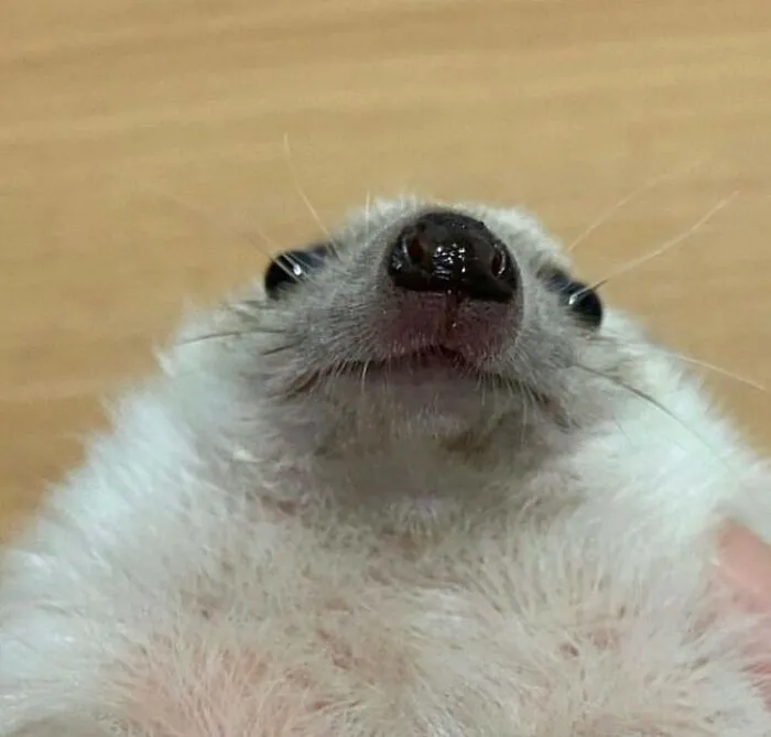 50 Animals Going "Goblin Mode", As Shared By This Dedicated Instagram Account