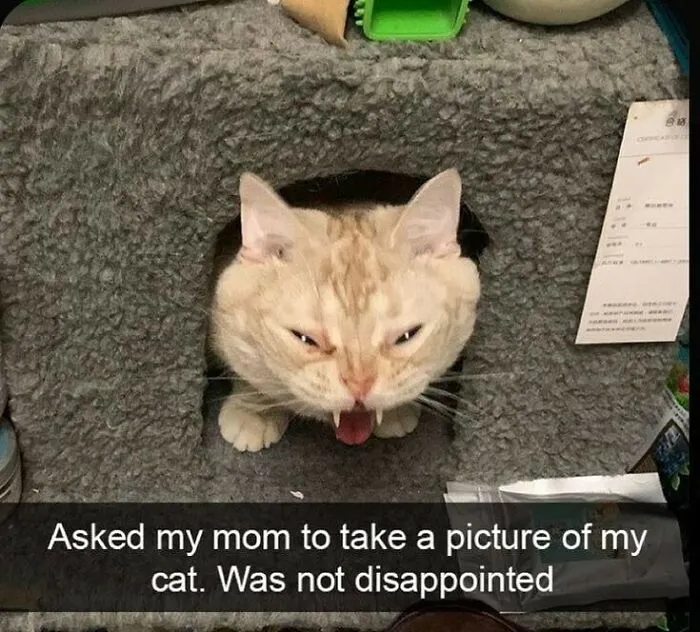 50 Animals Going "Goblin Mode", As Shared By This Dedicated Instagram Account