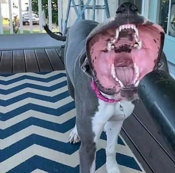 45 Animales actuando sin sentido al activar su modo "goblin"