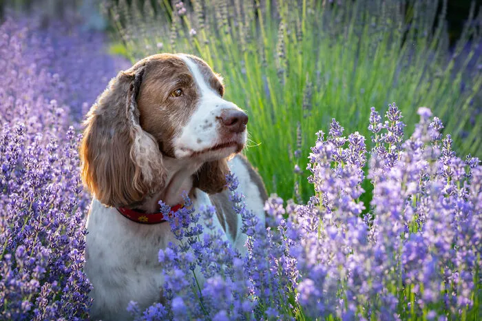My Collection Of Photos Of Dogs In Lavender Fields That I Took (21 Pics)