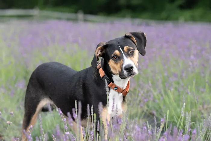 My Collection Of Photos Of Dogs In Lavender Fields That I Took (21 Pics)