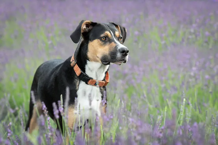My Collection Of Photos Of Dogs In Lavender Fields That I Took (21 Pics)