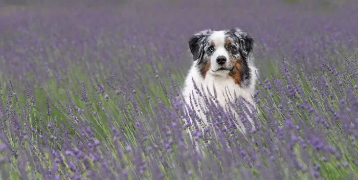 My Collection Of Photos Of Dogs In Lavender Fields That I Took (21 Pics)