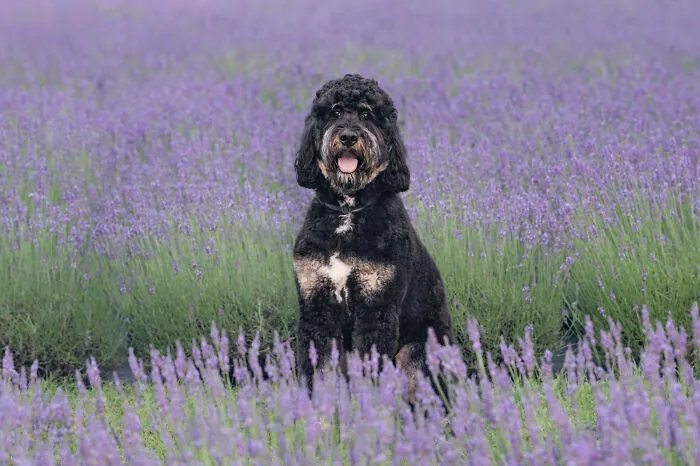 My Collection Of Photos Of Dogs In Lavender Fields That I Took (21 Pics)