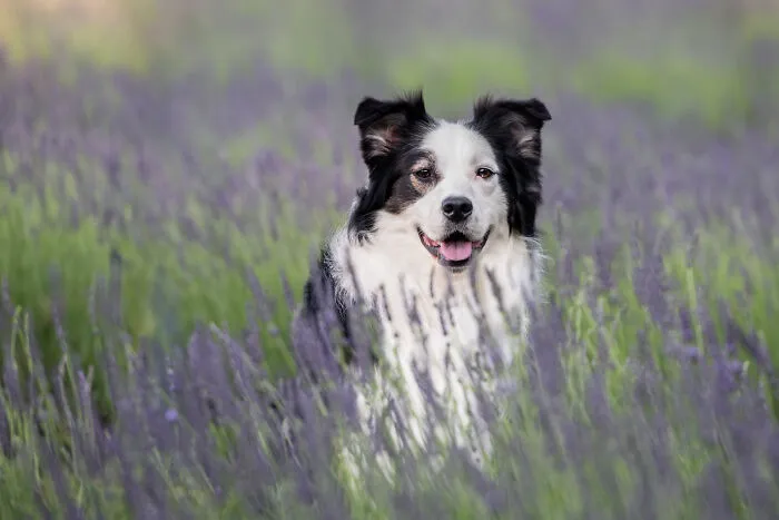 My Collection Of Photos Of Dogs In Lavender Fields That I Took (21 Pics)