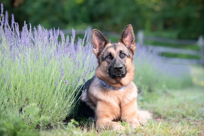 My Collection Of Photos Of Dogs In Lavender Fields That I Took (21 Pics)