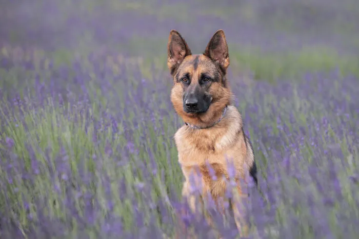 My Collection Of Photos Of Dogs In Lavender Fields That I Took (21 Pics)