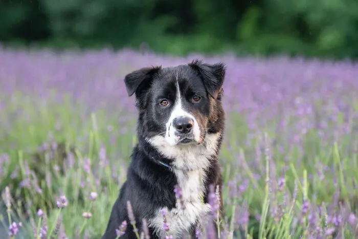 My Collection Of Photos Of Dogs In Lavender Fields That I Took (21 Pics)
