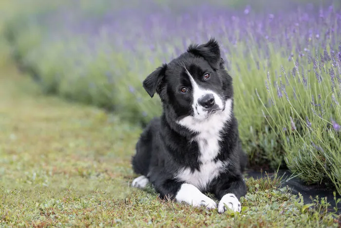 My Collection Of Photos Of Dogs In Lavender Fields That I Took (21 Pics)
