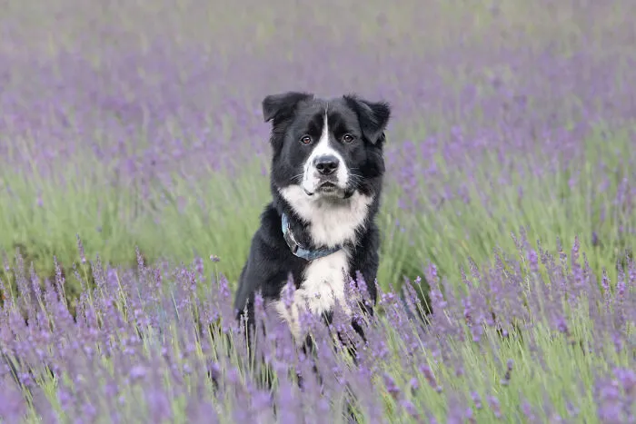 My Collection Of Photos Of Dogs In Lavender Fields That I Took (21 Pics)