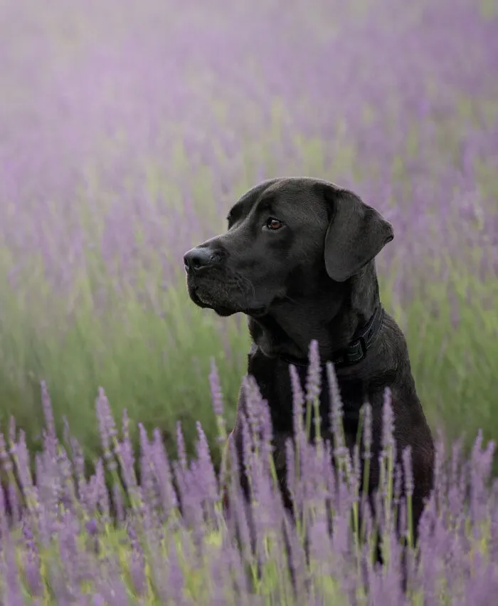 My Collection Of Photos Of Dogs In Lavender Fields That I Took (21 Pics)