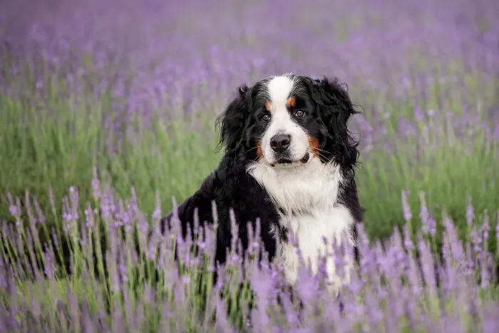 My Collection Of Photos Of Dogs In Lavender Fields That I Took (21 Pics)