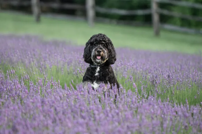 My Collection Of Photos Of Dogs In Lavender Fields That I Took (21 Pics)