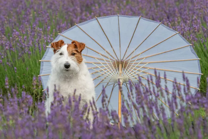 My Collection Of Photos Of Dogs In Lavender Fields That I Took (21 Pics)