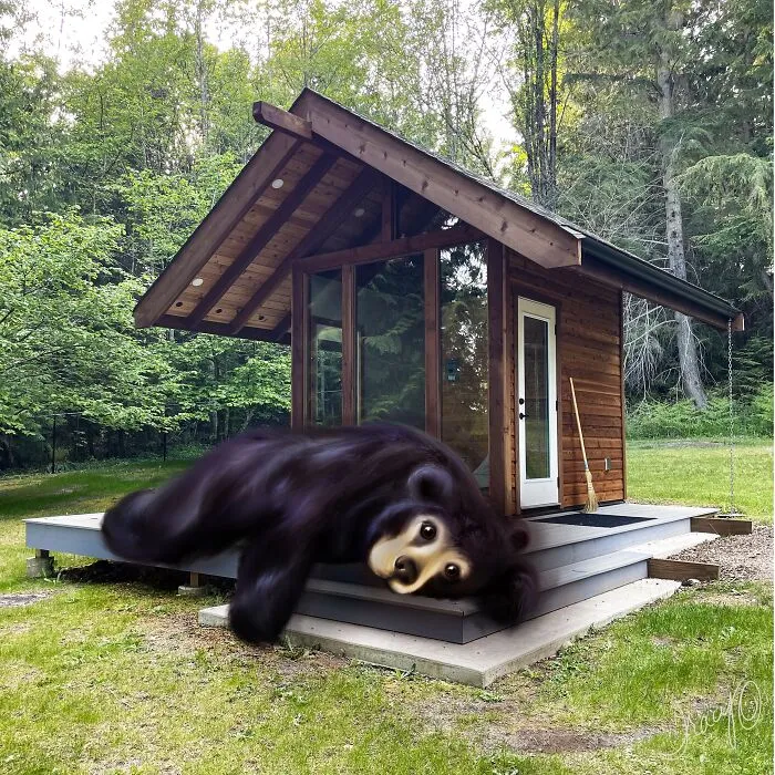 Lazy Bear