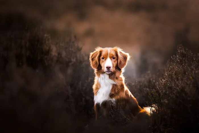 My 27 Photos Of Dogs That I Took In Atmospheric Surroundings