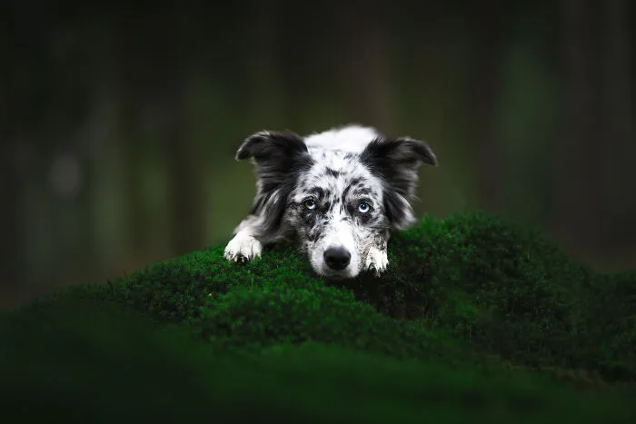 My 27 Photos Of Dogs That I Took In Atmospheric Surroundings