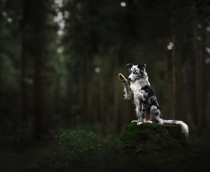 My 27 Photos Of Dogs That I Took In Atmospheric Surroundings