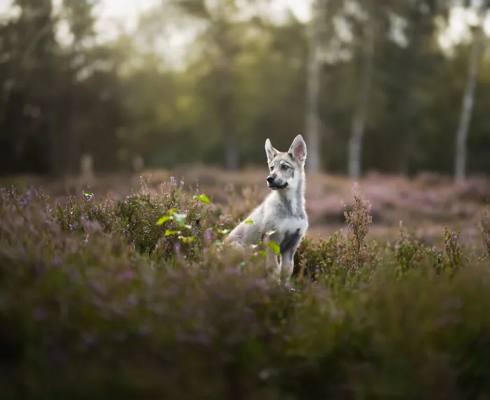 My 27 Photos Of Dogs That I Took In Atmospheric Surroundings