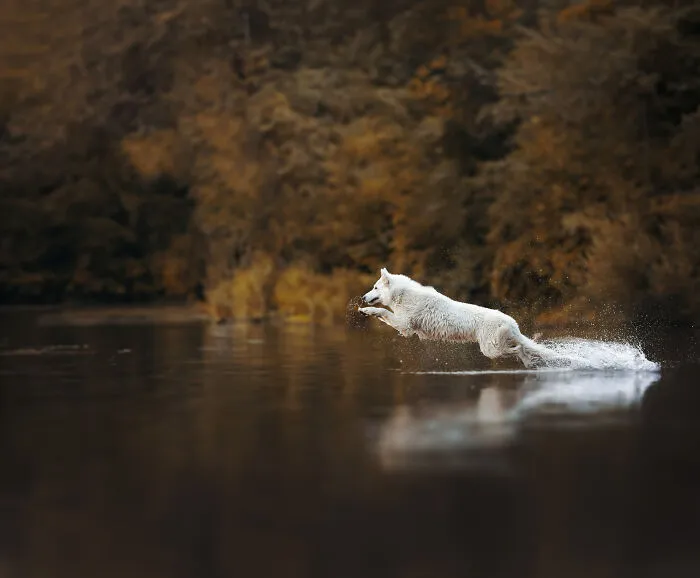 My 27 Photos Of Dogs That I Took In Atmospheric Surroundings