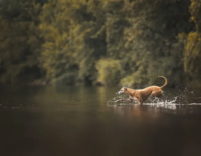 My 27 Photos Of Dogs That I Took In Atmospheric Surroundings