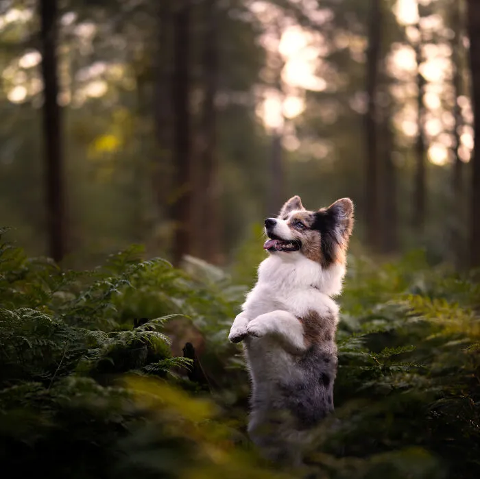 My 27 Photos Of Dogs That I Took In Atmospheric Surroundings