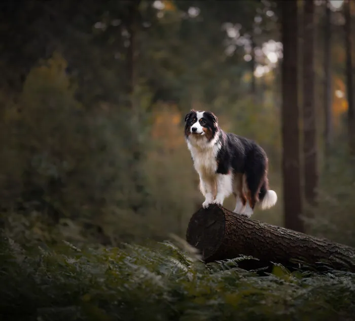 My 27 Photos Of Dogs That I Took In Atmospheric Surroundings