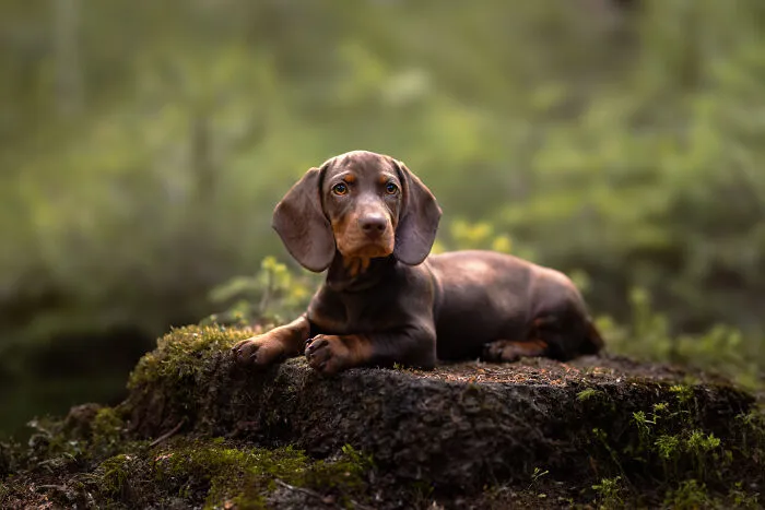 My 27 Photos Of Dogs That I Took In Atmospheric Surroundings