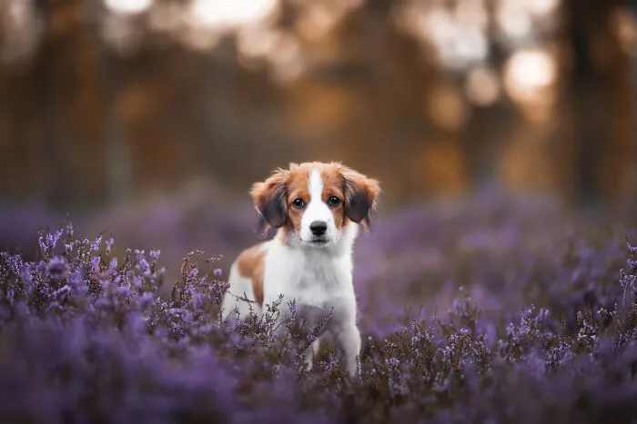 My 27 Photos Of Dogs That I Took In Atmospheric Surroundings