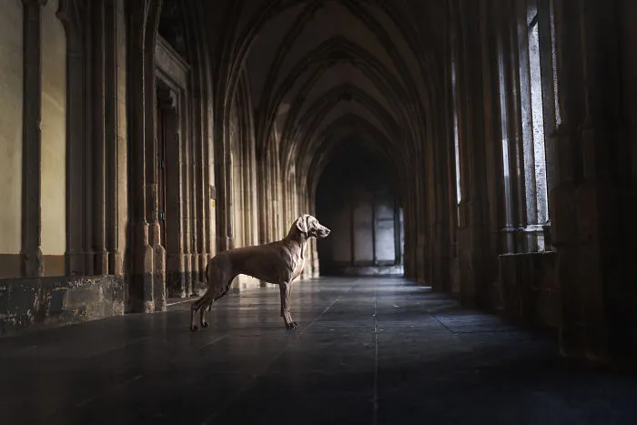 My 27 Photos Of Dogs That I Took In Atmospheric Surroundings