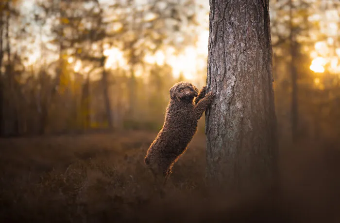 My 27 Photos Of Dogs That I Took In Atmospheric Surroundings