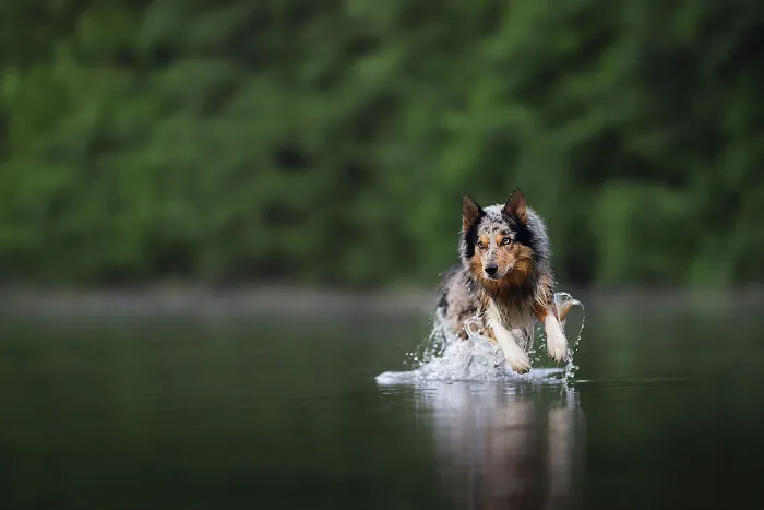 My 27 Photos Of Dogs That I Took In Atmospheric Surroundings