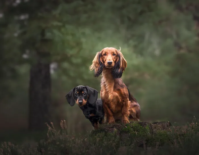 My 27 Photos Of Dogs That I Took In Atmospheric Surroundings