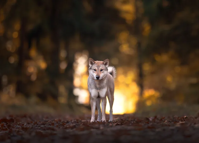 My 27 Photos Of Dogs That I Took In Atmospheric Surroundings