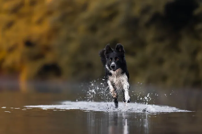 My 27 Photos Of Dogs That I Took In Atmospheric Surroundings