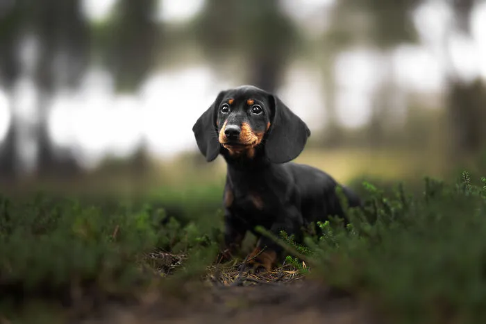My 27 Photos Of Dogs That I Took In Atmospheric Surroundings