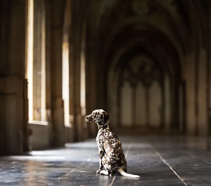 My 27 Photos Of Dogs That I Took In Atmospheric Surroundings