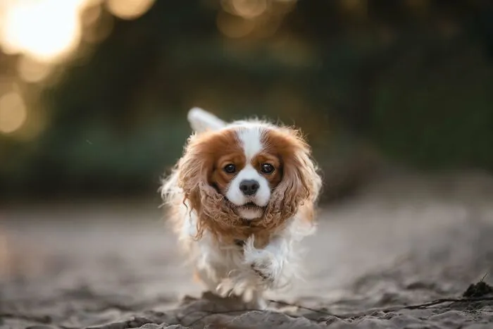 My 27 Photos Of Dogs That I Took In Atmospheric Surroundings