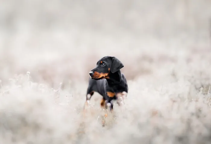 My 27 Photos Of Dogs That I Took In Atmospheric Surroundings