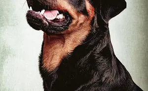 19 Dog Mugshots And Their Crimes That I Turned Into A Funny Deck Of Playing Cards