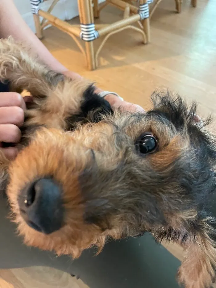 Kevin, A Nose Primed For Booping