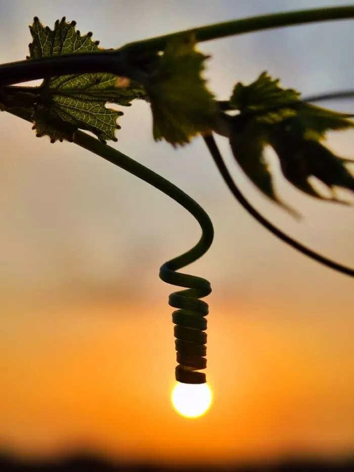 Golden Hour Gems: Aaditya Bhat’s Stunning Sunset Photo Stories (20 New Pics)