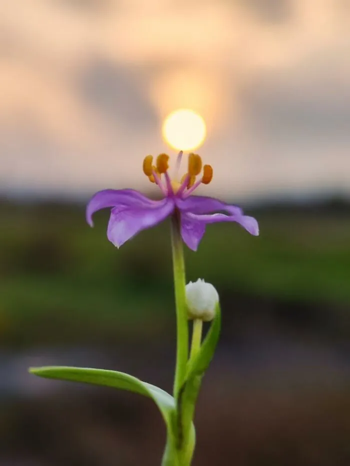 Golden Hour Gems: Aaditya Bhat’s Stunning Sunset Photo Stories (20 New Pics)