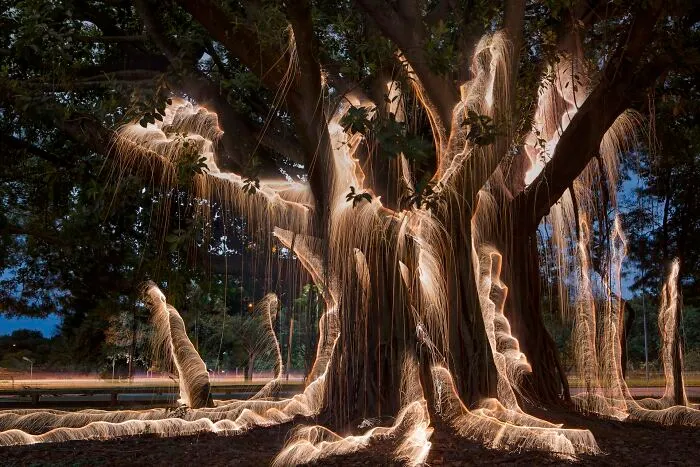 Photographer Captured 35 Enchanting Pictures Of Trees Filled With Sparkles Of Light