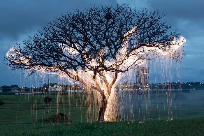 Photographer Captured 35 Enchanting Pictures Of Trees Filled With Sparkles Of Light