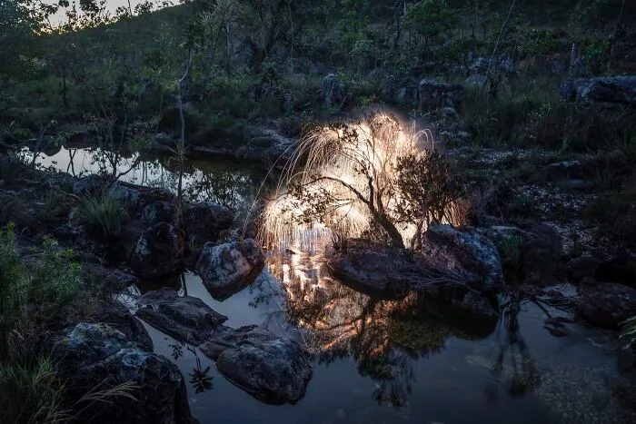Photographer Captured 35 Enchanting Pictures Of Trees Filled With Sparkles Of Light