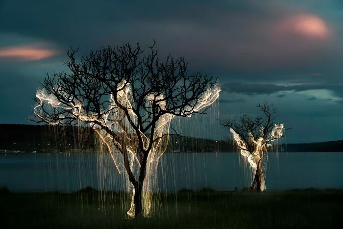 Photographer Captured 35 Enchanting Pictures Of Trees Filled With Sparkles Of Light