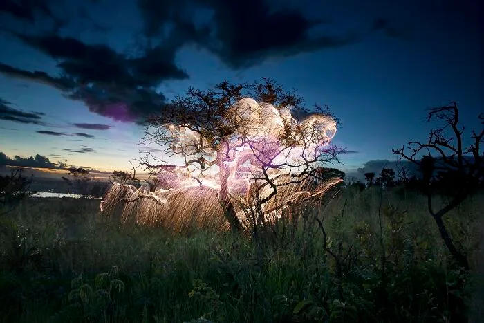 Photographer Captured 35 Enchanting Pictures Of Trees Filled With Sparkles Of Light