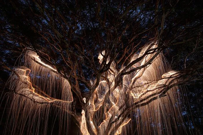 Photographer Captured 35 Enchanting Pictures Of Trees Filled With Sparkles Of Light